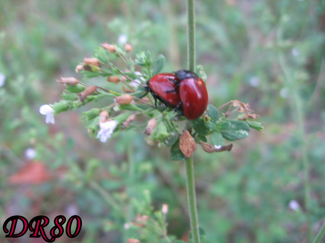 Chrysolina grossa o Chrysolina lucida???